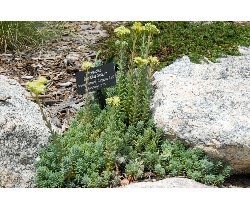 Turquoise Tails Blue Sedum